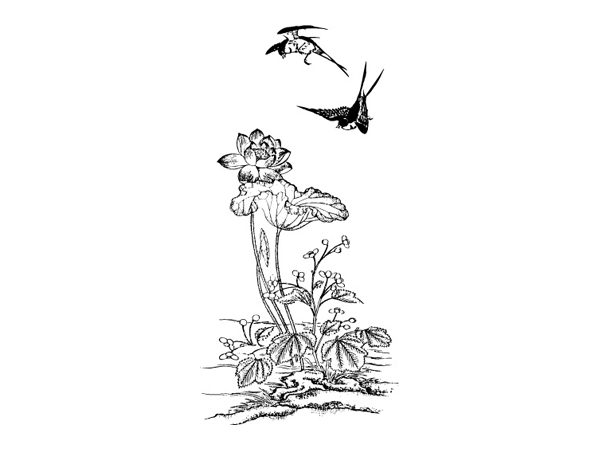 Magpie Lotus Vector 