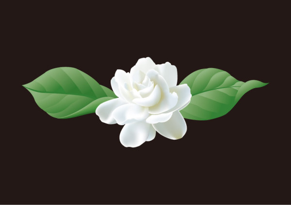 Vector Jasmine