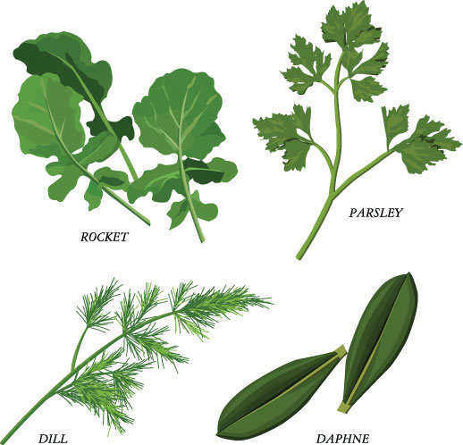 Herbal leaves 02-- vector material