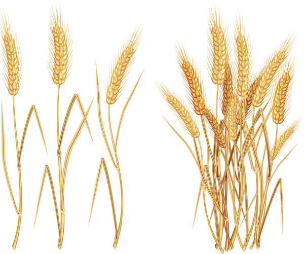 Yellow ears of corn 03 - vector