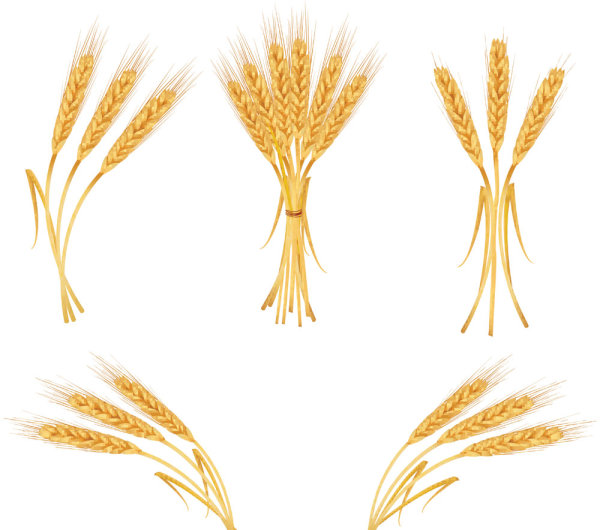Yellow ears of corn 04 - vector 