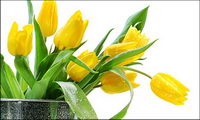Yellow tulip picture material