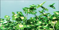 Blue sky and plant picture material