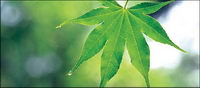 Green Leaf picture material