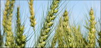 Wheat picture material