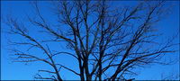 There is no material leaves of trees