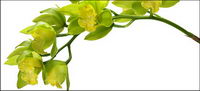 Orchid white picture material-5