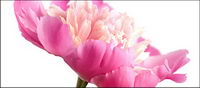 Pink flowers in the water picture material