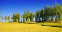 Food series picture material-8
