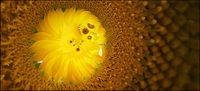 Sunflower picture background material-11