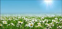 Wild chrysanthemum white picture material