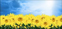 Sunflower sky picture material