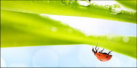 Floating plants and insects picture material-6