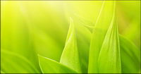 Floating plants and insects picture material-4