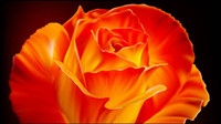 Roses vector material