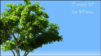 Trees vector material -2
