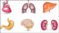 Perspective of human organs vector material