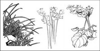 Plum, camellia,  cymbidium, child daffodils, magnolia, apricot