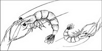 lobster Vector