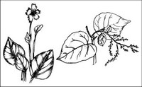 Vector brush plant material