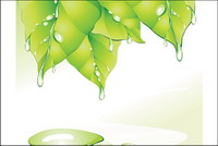 Green Leaf water