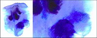 GoMedia produced watercolor ink picture material -001