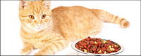 Small cat picture material-9