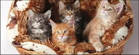 Small cat cat picture material-7