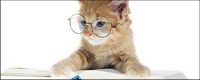 Small cat cat picture material-6