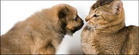 Small cat picture material-5
