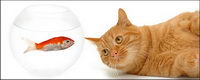 Small cat picture material-4