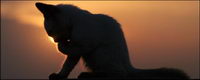 Small cat picture material-2