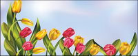 Tulips and the sky