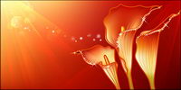 Dreams Zantedeschia