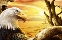 the eagle under Sunset