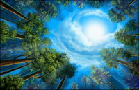 the woods landscape