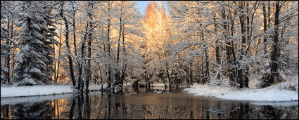 Snowmelt in the forest picture material