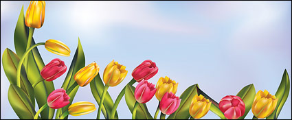 Tulips and the sky