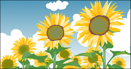 Sunflower summer blue sky and white clouds